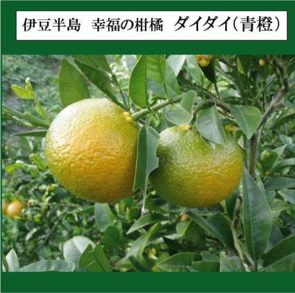 画像1: 静岡県産　蒼橙芳香蒸留水（1,000mL）