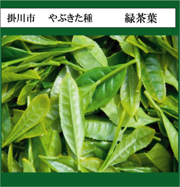 画像1: 静岡県産　緑茶芳香蒸留水（1,000mL）