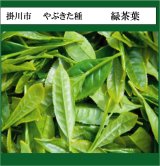 画像: 静岡県産　緑茶芳香蒸留水（1,000mL）