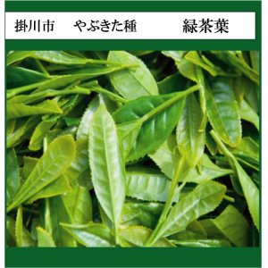 画像: 静岡県産　緑茶芳香蒸留水（1,000mL）